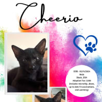 Photo of Cheerio