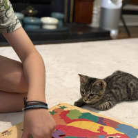 Photo of Nova *9 Lives Project Rescue*