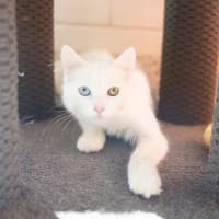 Photo of Magnum