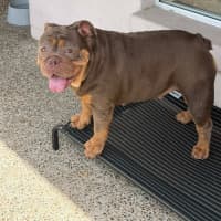 Photo of Tazzie
