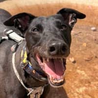 Photo of Goose The Greyhound