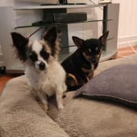 Photo of Meeka And Nugget