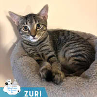 Photo of Zuri
