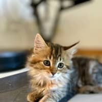 Photo of Athena   In Foster Care In Lower Plenty