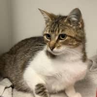Photo of Poncho
