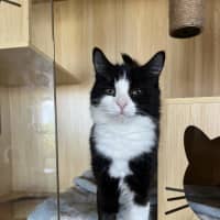 Photo of Jade Now At Pet Quarters Morisset