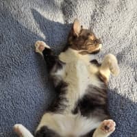 Photo of Monty (Was Moe)