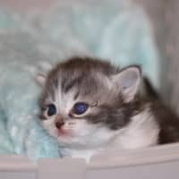 Photo of Moe