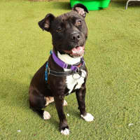 Photo of Lilac 