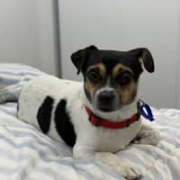 Photo of Oscar   6 Year Old Chihuahua X