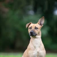 Photo of Bruno