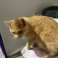 Photo of Ginger Meggs