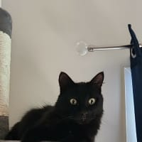 Photo of Luna
