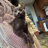 Photo of Artemis   Located In Preston