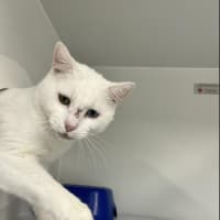Photo of Walter Kitty