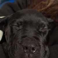 Photo of Rocki