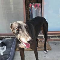 Photo of Prince, The Greyhound