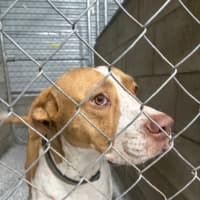 Photo of Rocky *$250 Adoption Fee*