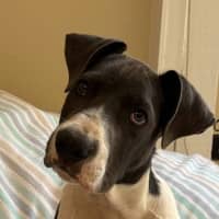 Photo of Bandit