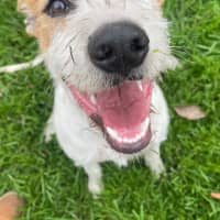 Photo of Daffodil