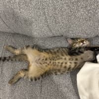 Photo of Boba