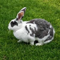 Photo of Lola Bun