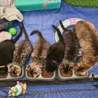 Photo of Bartlett ** 2nd Chance Rescue **