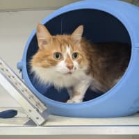 Photo of 🍩 Hector 5427 🍩