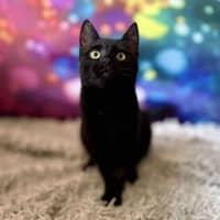 Photo of Vivienne (Located In Eltham North) 