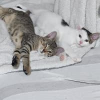 Photo of Woody & Chester 