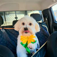 Photo of Sunny