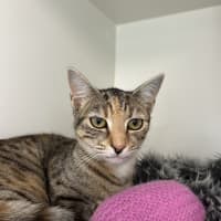 Photo of Hyacinth