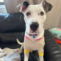 Photo of Scruffy   7 Month Old Wolfhound X