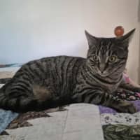 Photo of Cleo ** 2nd Chance Cat Rescue**