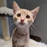 Photo of Butterscotch 