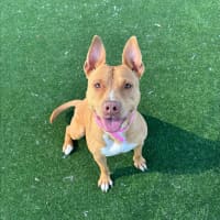 Photo of Princess Imp 2103