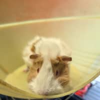 Photo of Wasabi