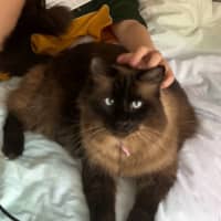 Photo of Lulu
