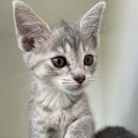 Photo of Missy
