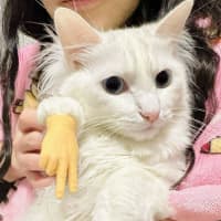 Photo of Mochi 