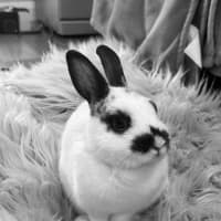 Photo of Marshmallow ~ Netherland Dwarf Bunny Rabbit