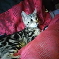 Photo of Atlas