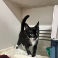 Photo of Will   Meet Me @ Petstock Double Bay