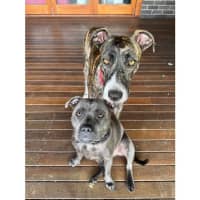 Photo of Maisy *$350 Adoption Fee*