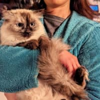 Photo of Kiki **2nd Chance Cat Rescue**