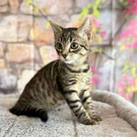 Photo of Pearl (Located In Templestowe)