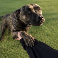 Photo of Tyson