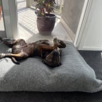 Photo of Kahu