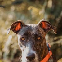 Photo of Maisy *$350 Adoption Fee*