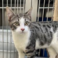 Photo of Bandar (9966)